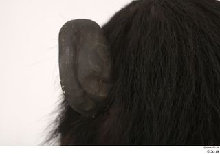 Chimpanzee Bonobo ear 0005.jpg